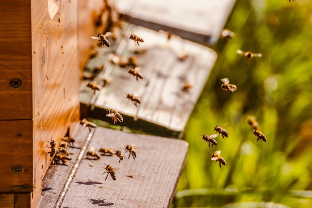Bienenschwarm am Stock