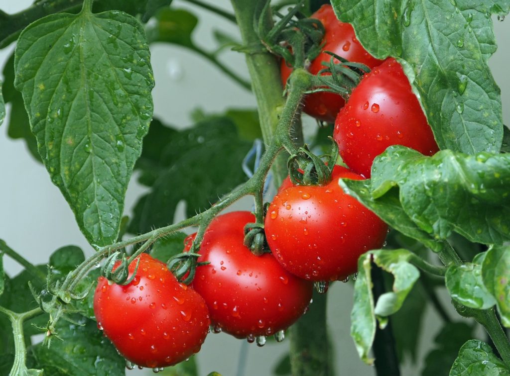 fÃ¼nf rote Tomaten an einer Tomatenpflanze im Schulgarten.