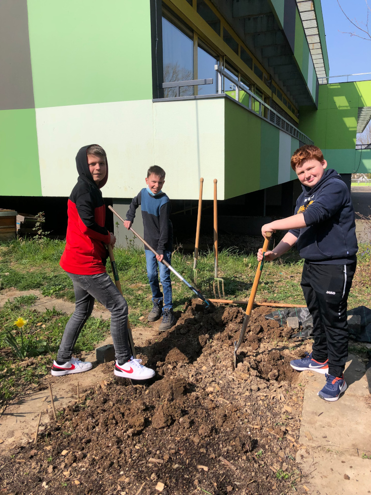 Drei Schüler bei der Gartenarbeit